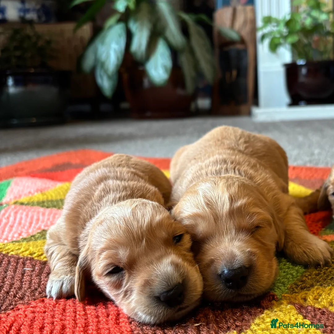 Golden Retriever dogs for sale: FOX RED PUPPIES Golden Retriever KC REG - Advert 16