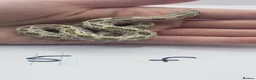 Snake reptiles for sale: Baby Western Hognoses mixed sex and morphs From - Advert 17