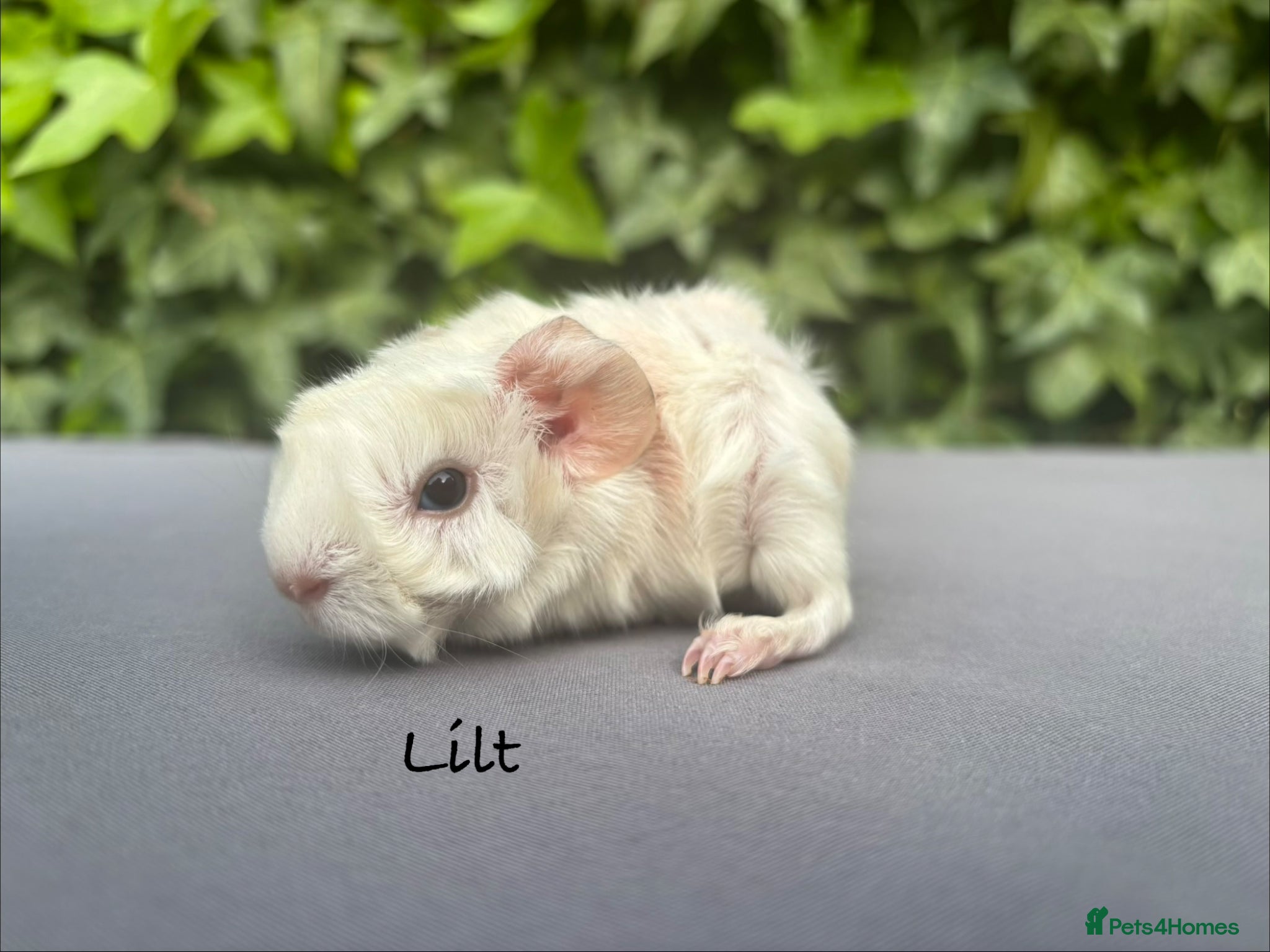Guinea Pig rodents Gorgeous baby guinea pigs  - Advert 16