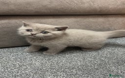 British Longhair cats for sale: British short hair x long hair kitten  - Image 1