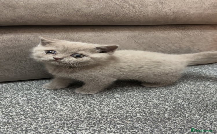 British Longhair cats - Advert 2