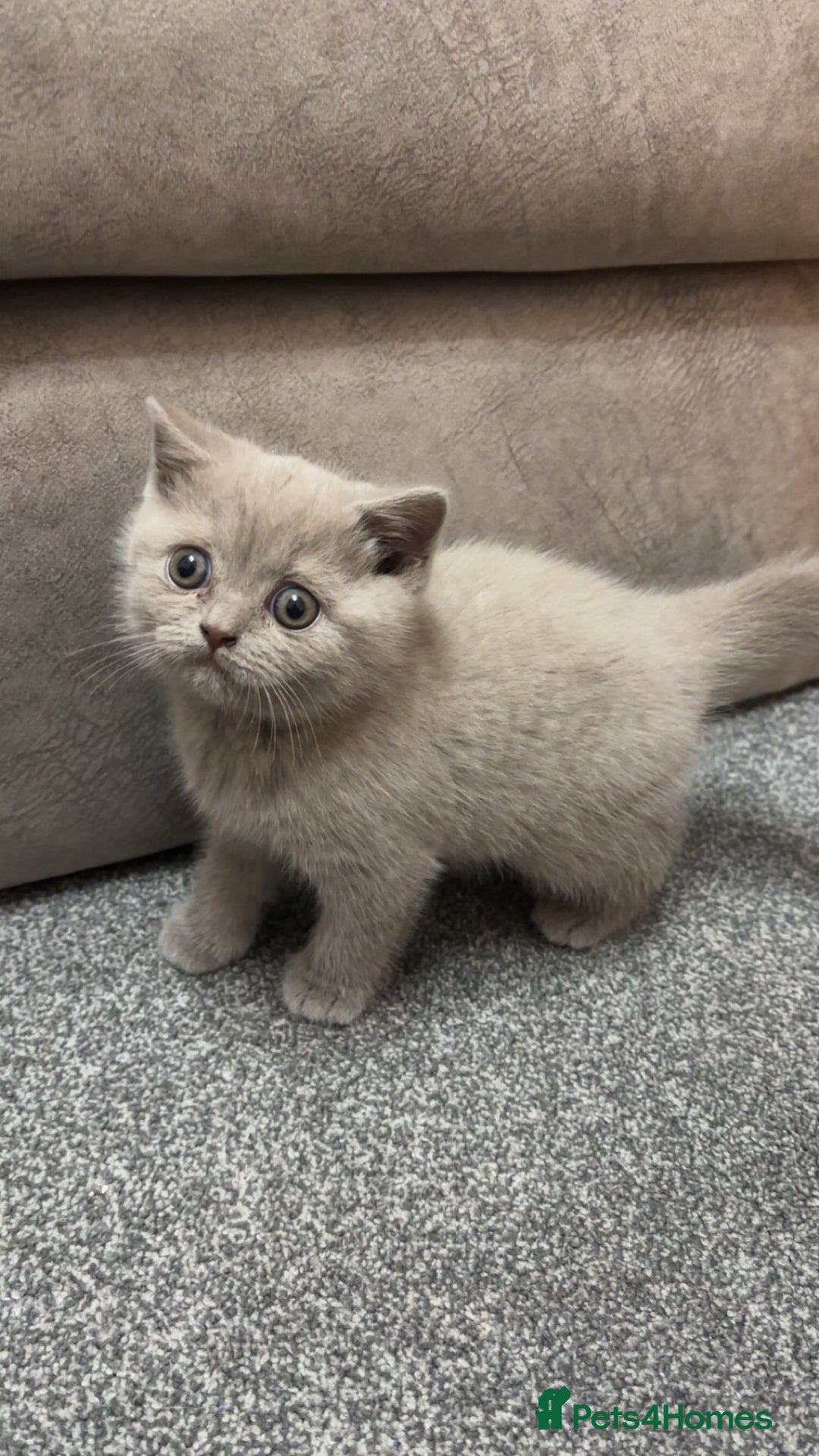 British Longhair cats for sale: British short hair x long hair kitten  - Image 1