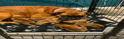 Boxer dogs for sale: A Beautiful litter of bobtail & longtail boxers - Advert 22