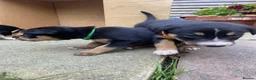 Mixed Breed dogs for sale: Gorgeous active kelpie x collie pups in Waterlooville - Advert 12