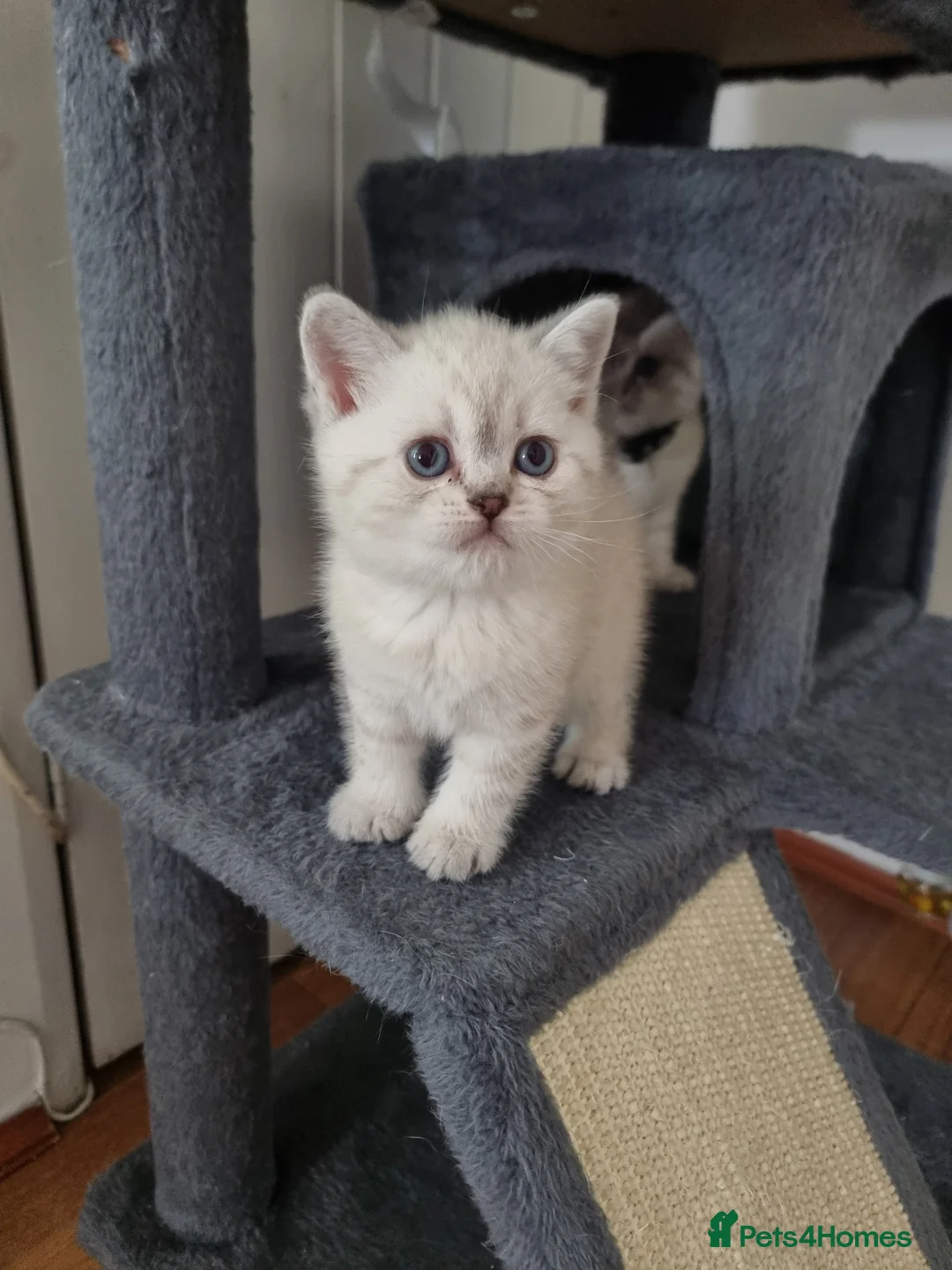 Scottish Fold cats for sale: Scottish Straight and Scottish Fold  - Advert 9