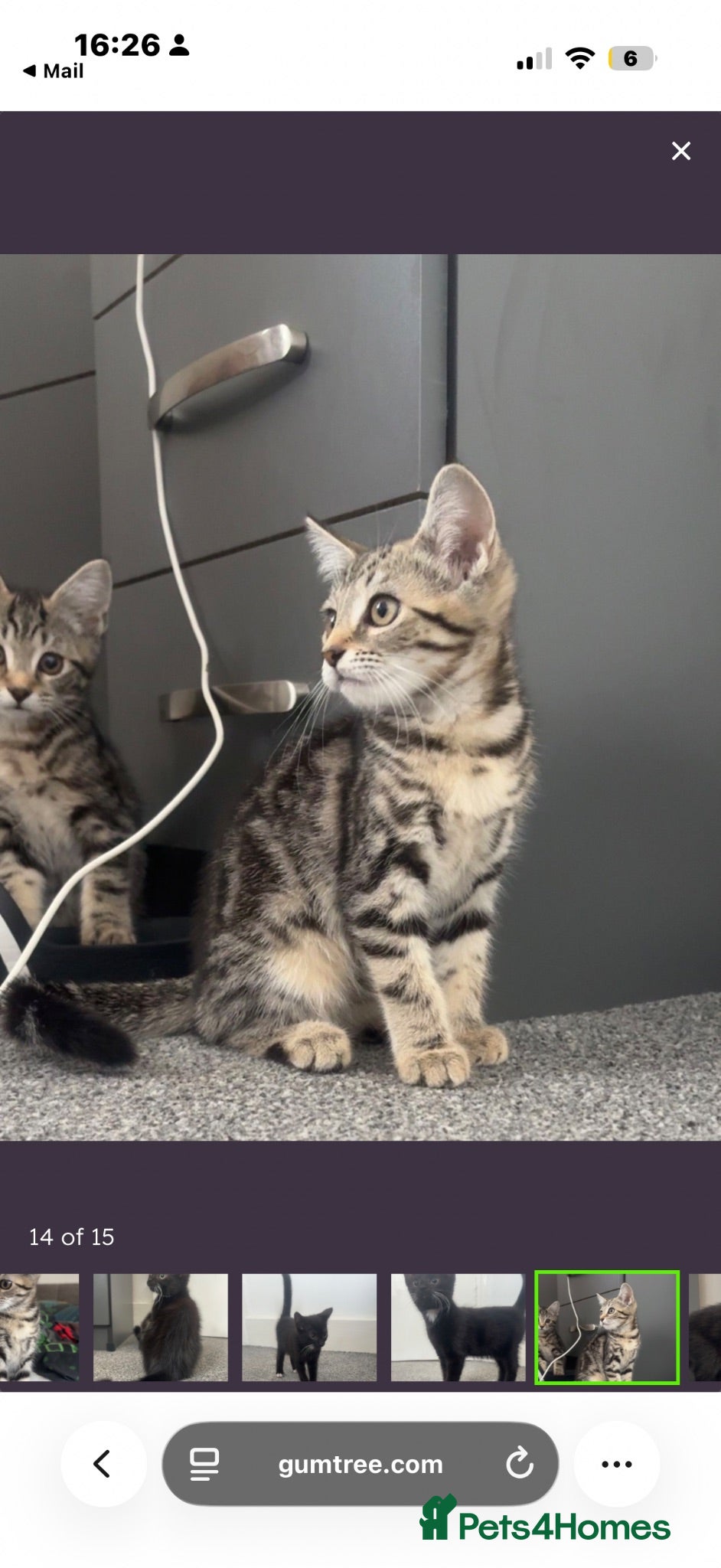 Mixed Breed cats  Beautiful Male 11 week old tabby  - Advert 1