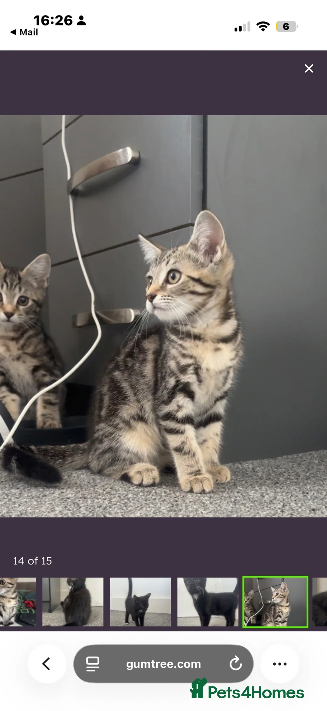 Mixed Breed cats for sale:  Beautiful Male 11 week old tabby  - Advert 1