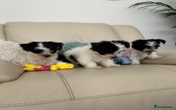 Biewer Terrier dogs for sale: ✨KC Beautiful Biewer x Biro Terrier Puppies✨   - Image 28