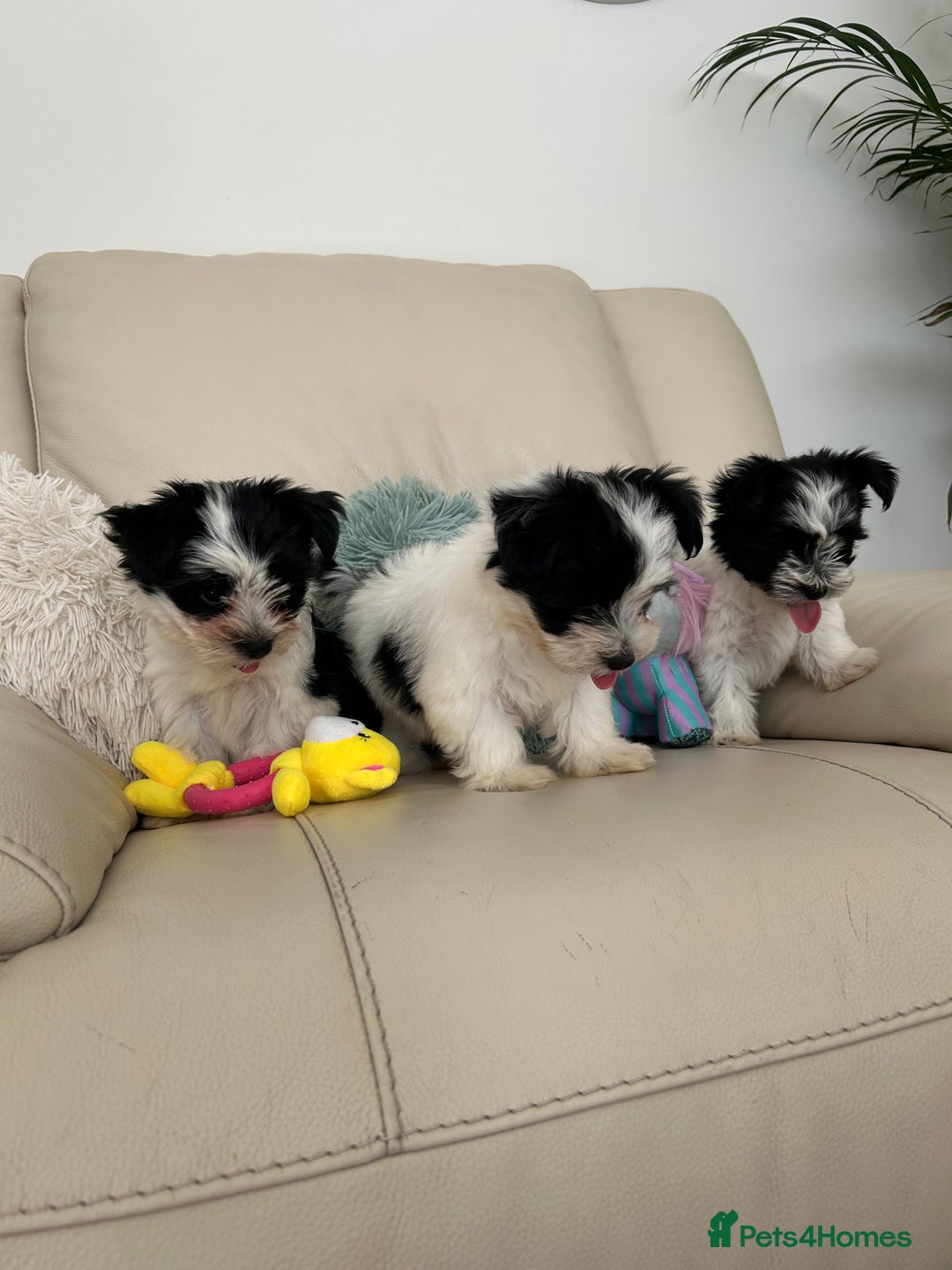 Biewer Terrier dogs for sale: ✨KC Beautiful Biewer x Biro Terrier Puppies✨   - Image 28