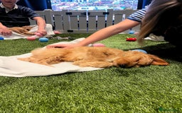 Irish Doodle dogs for sale: Toy Irish Doodle Puppies,1st vac and ready to go!  - Image 37