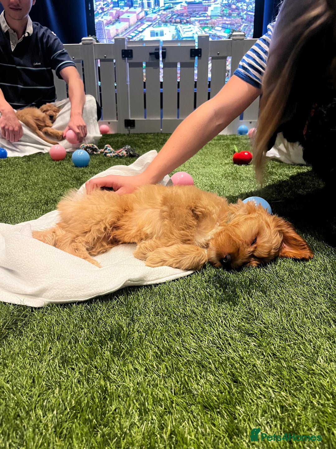 Irish Doodle dogs for sale: Toy Irish Doodle Puppies,1st vac and ready to go!  - Image 37