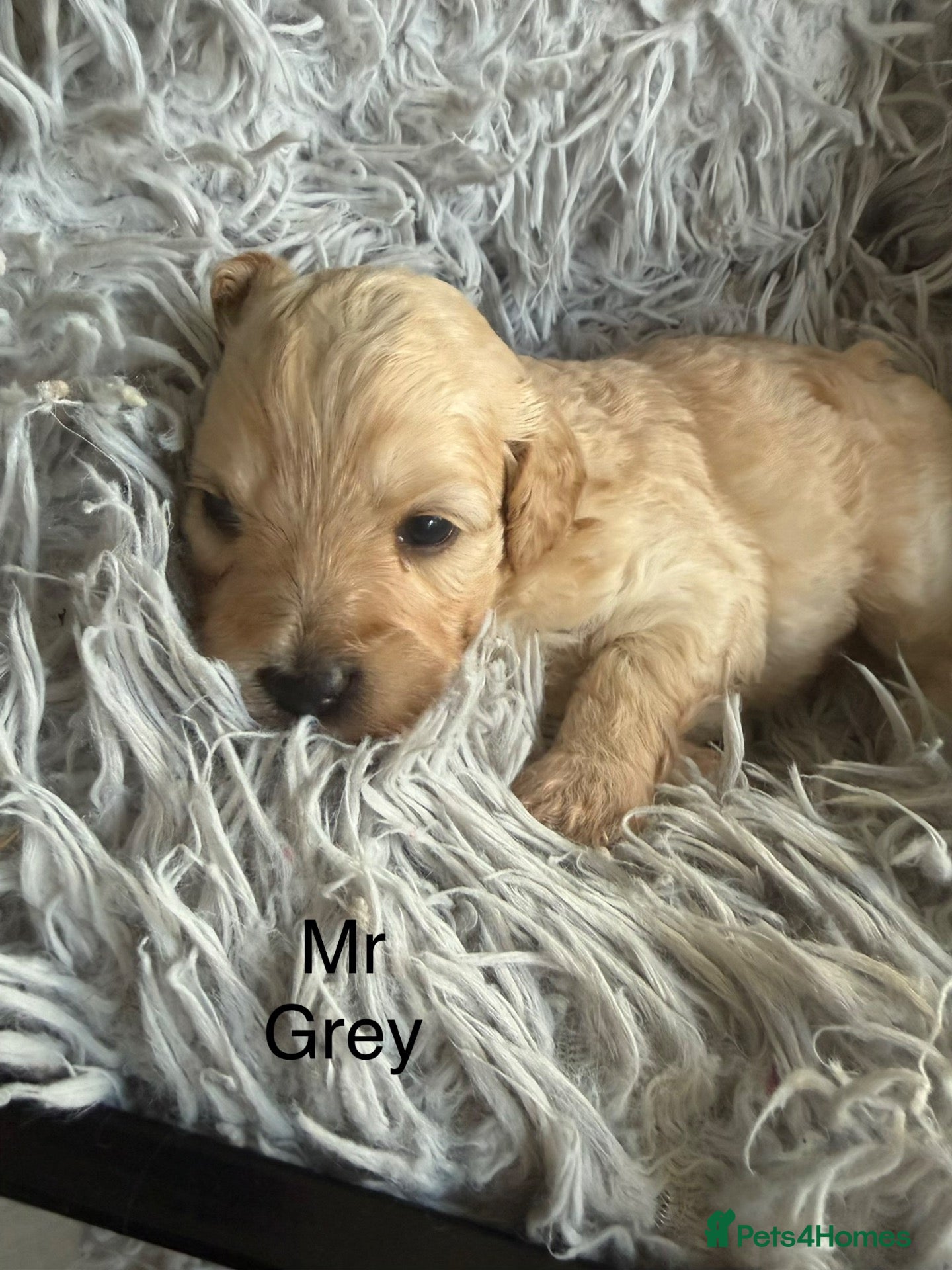 Maltipoo dogs Stunning health tested Toy Maltipoo  - Advert 2
