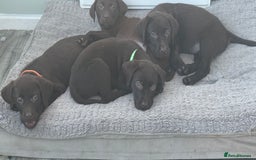 Labrador Retriever dogs for sale: Chunky chocolate 🍫 lab puppy’s girls only  - Image 14