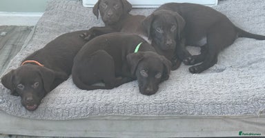 Labrador Retriever dogs - Advert 1