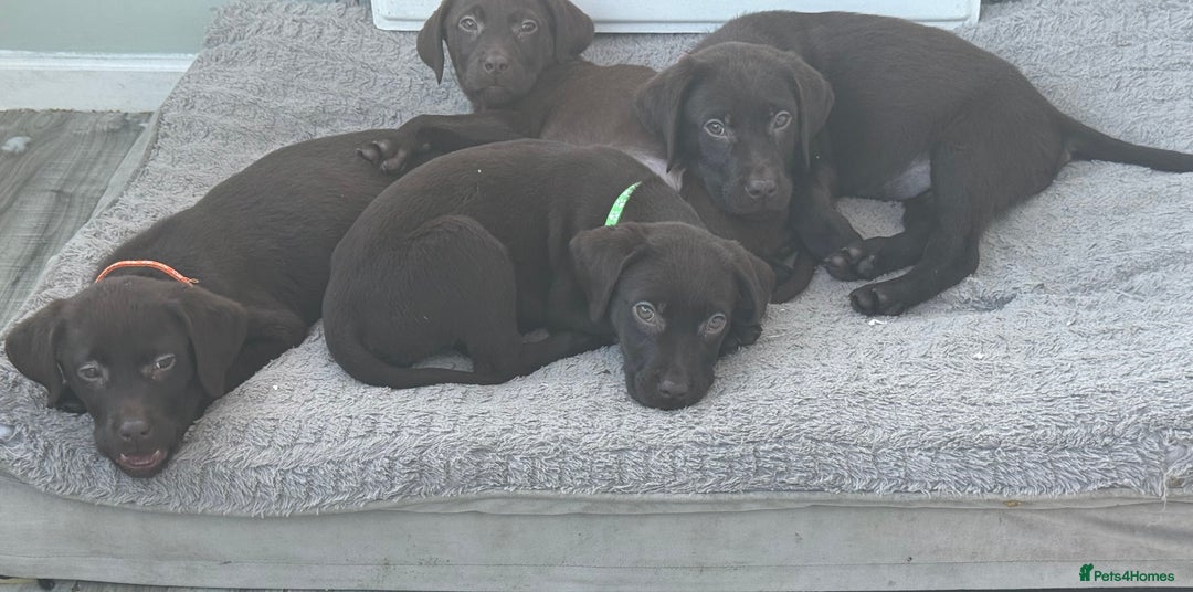 Labrador Retriever dogs for sale: Chunky chocolate 🍫 lab puppy’s girls only  - Image 14