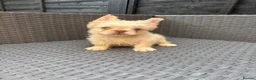 French Bulldog dogs for sale: REDUCED FlOODLE /French bulldogs - Advert 23