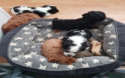 Cavalier King Charles Spaniel dogs for sale: 2 Cavalier king Charles puppies left - Image 6