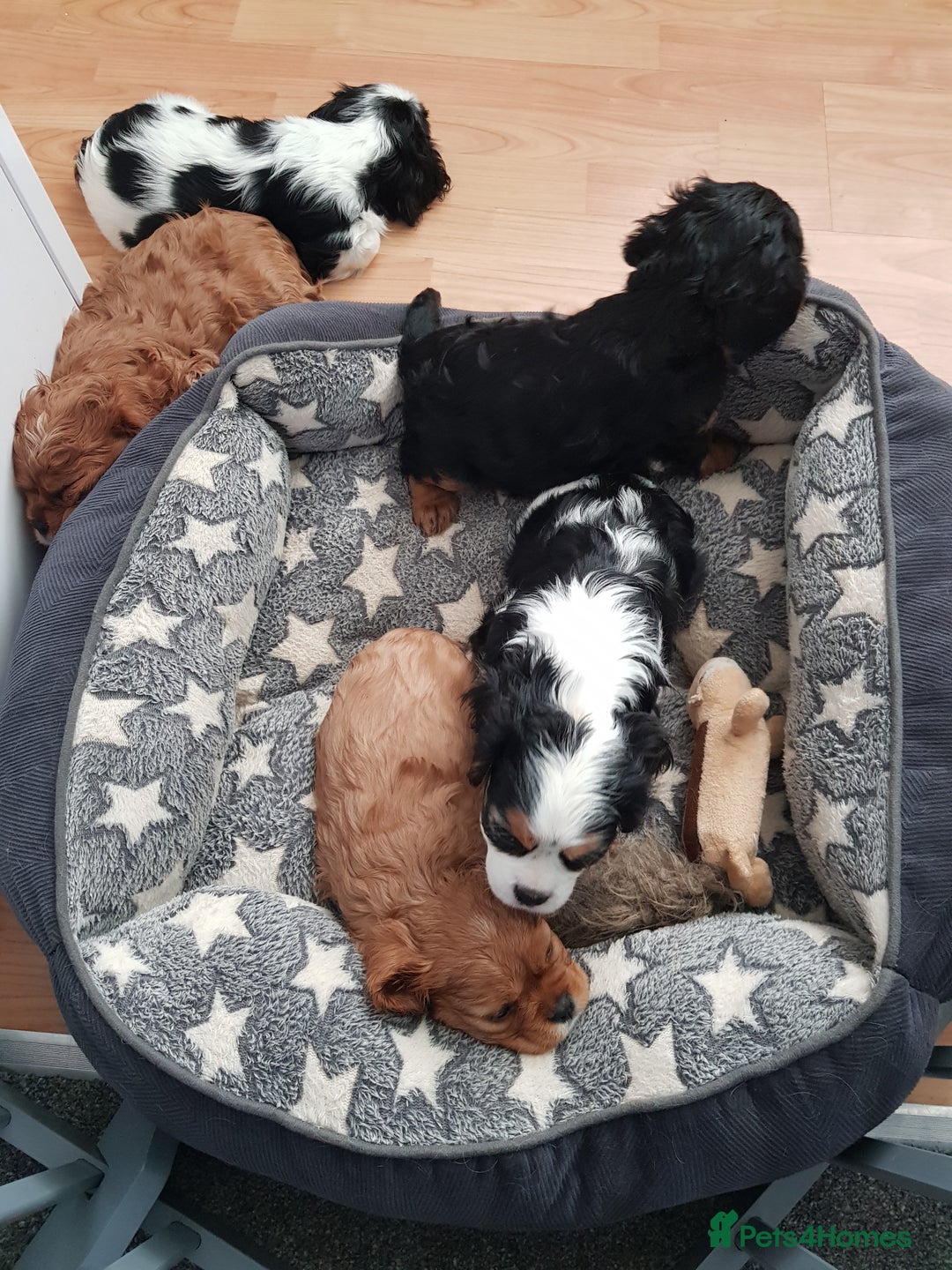 Cavalier King Charles Spaniel dogs for sale: 2 Cavalier king Charles puppies left - Image 6