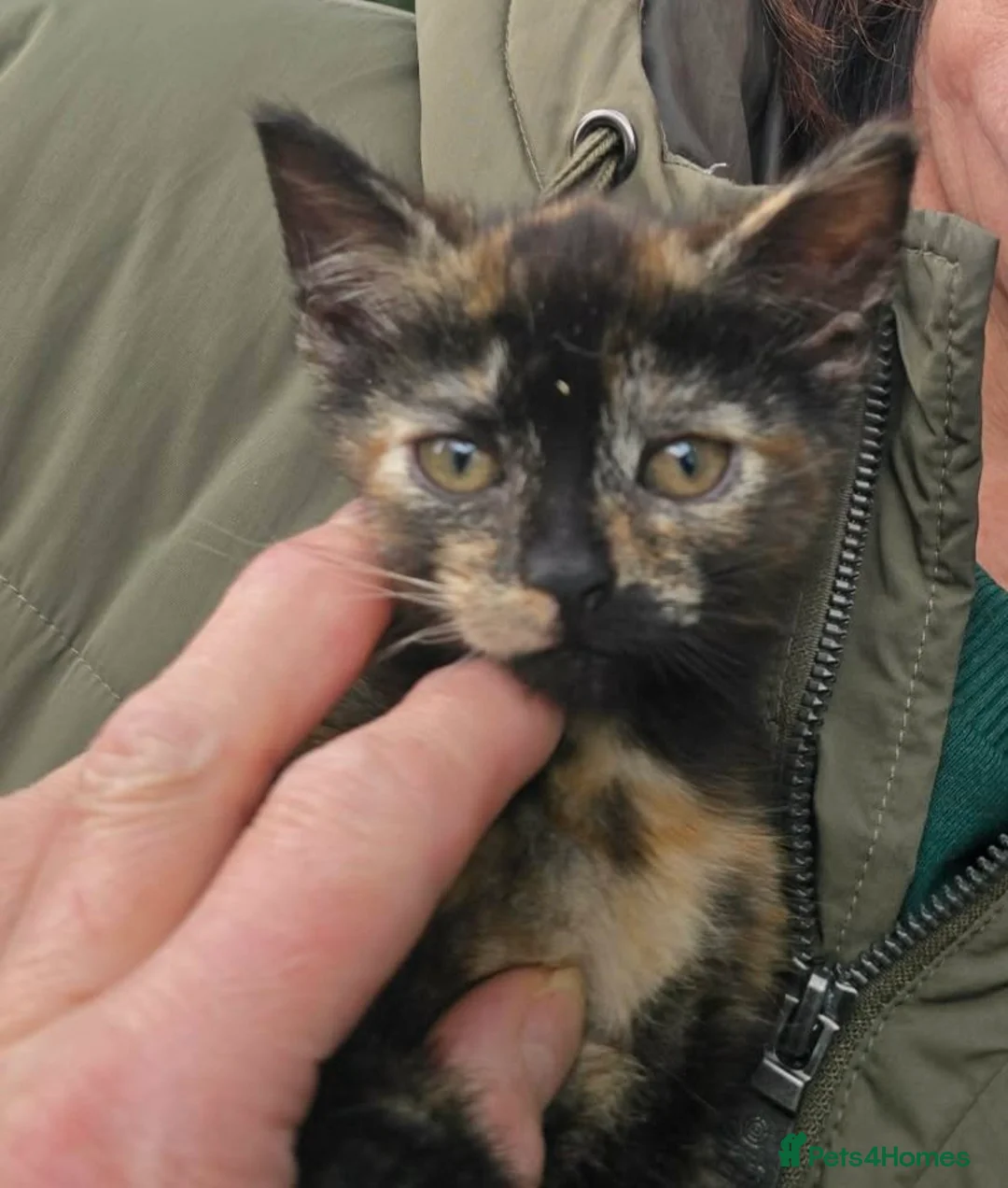 Mixed Breed cats for sale: Kittens in Runcorn - Advert 10