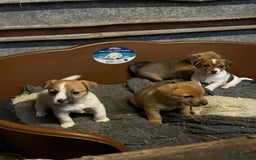 Mixed Breed dogs for sale: Jack Russell x Yorkies - Image 4