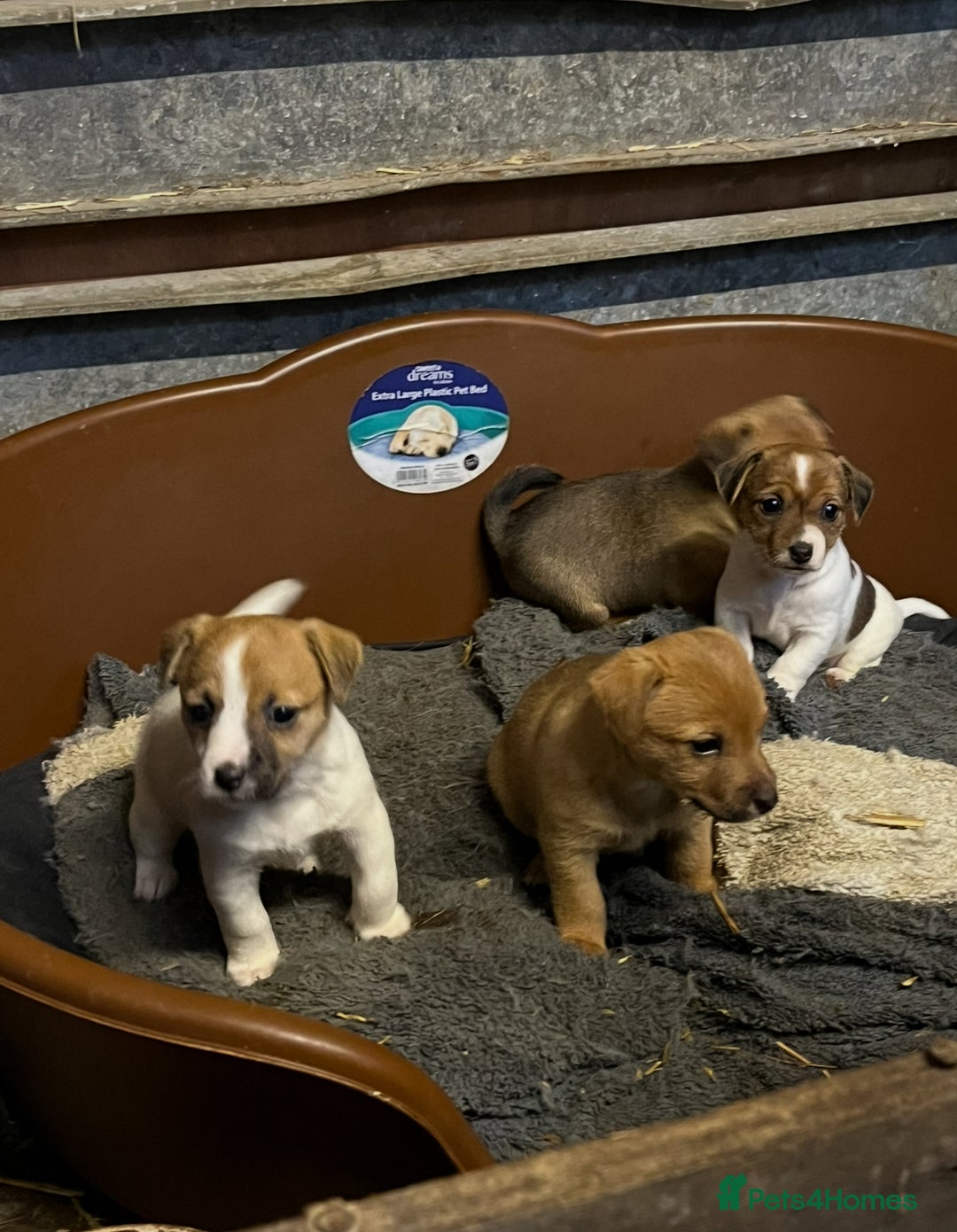 Mixed Breed dogs for sale: Jack Russell x Yorkies - Image 4