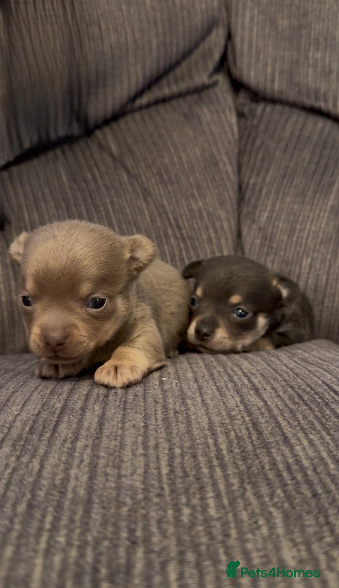Chihuahua dogs X2 chihuahua puppy’s 🩵🩷(Ready to leave in 2 week - Advert 13
