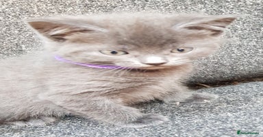 Mixed Breed cats - Advert 4