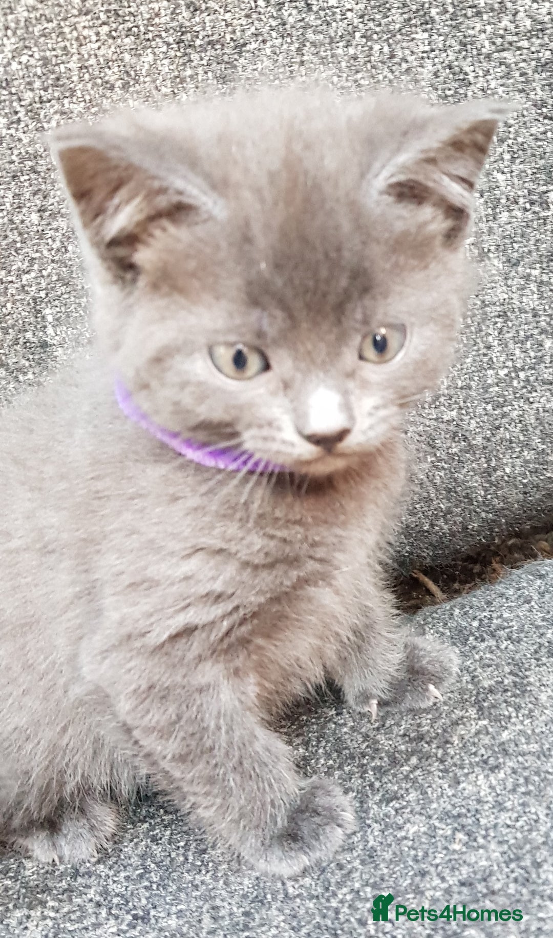 Mixed Breed cats for sale: Grey kittens  - Image 1