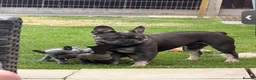 French Bulldog dogs for sale: Bohdi - The Frenchie  - Advert 10