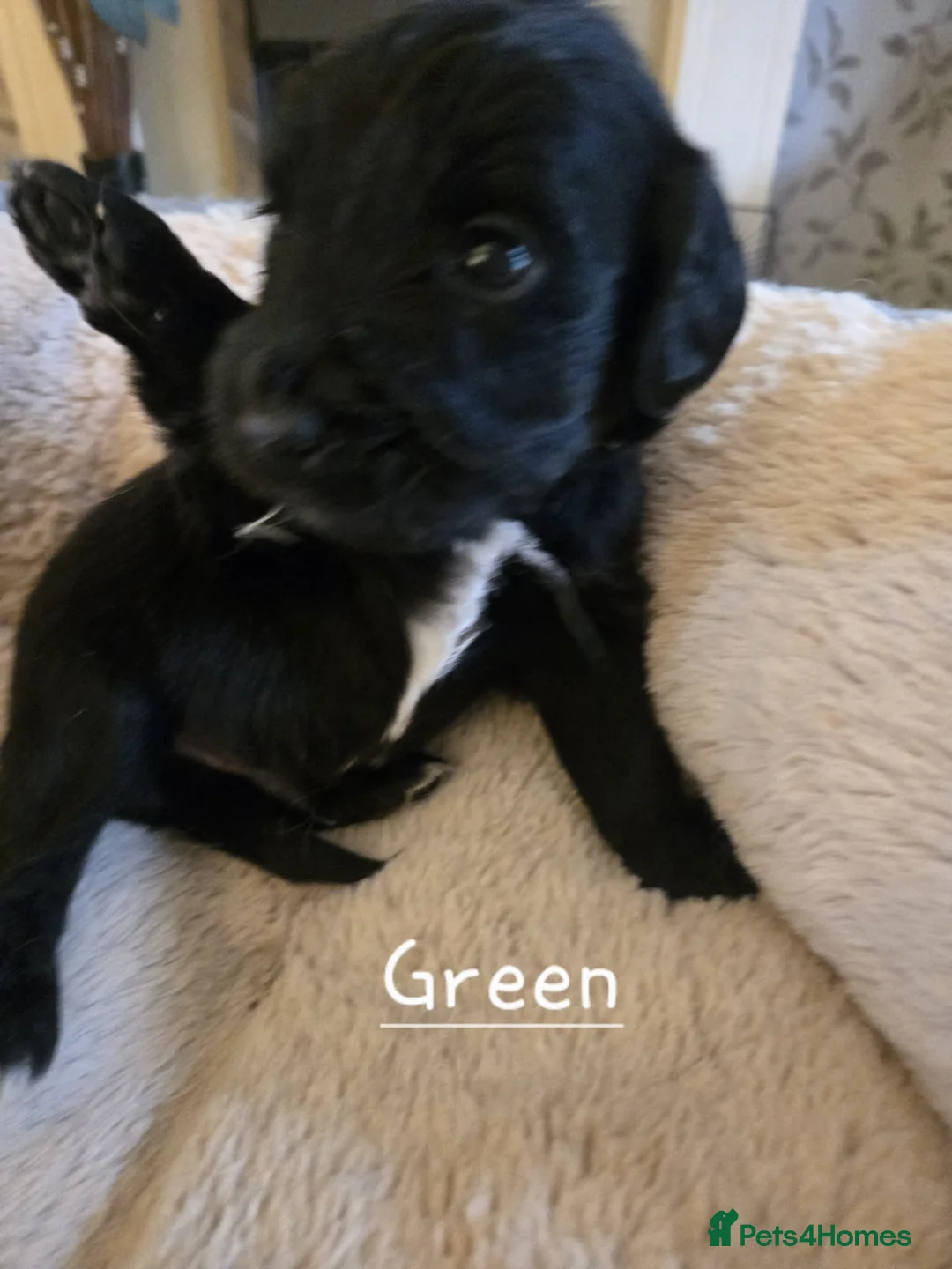 Mixed Breed dogs for sale: Golden Retriever X Cockapoo puppies - Advert 10