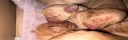 Hungarian Vizsla dogs for sale:  ❄️ Vizsla Pups Born 26/27th Dec ❄️ - Advert 12
