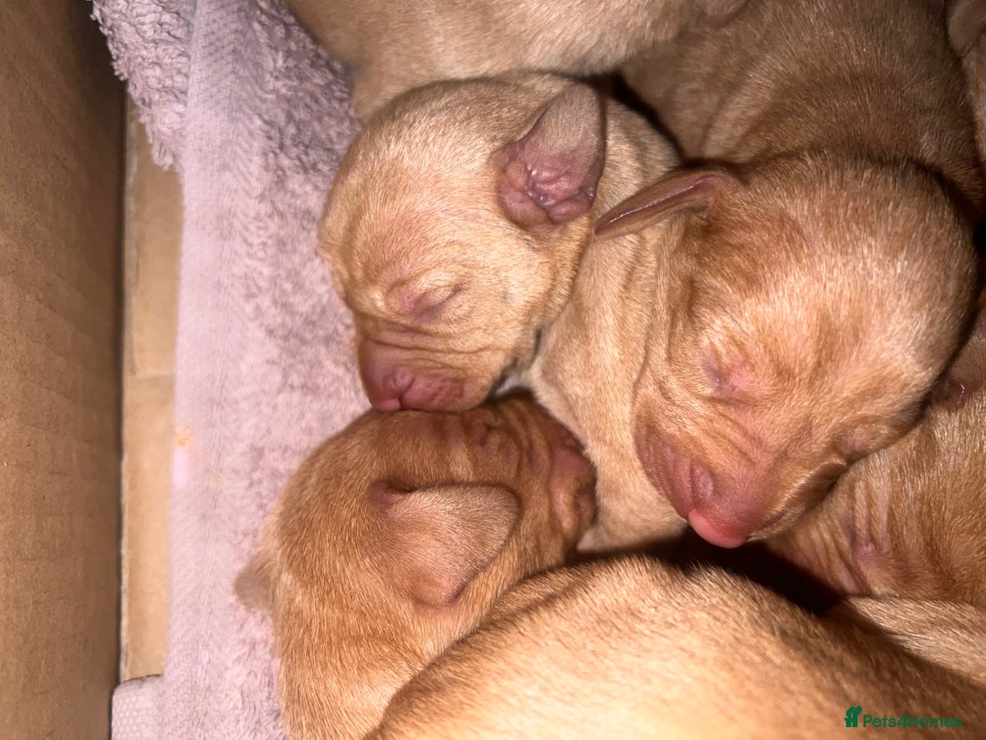 Hungarian Vizsla dogs for sale:  ❄️ Vizsla Pups Born 26/27th Dec ❄️ - Advert 12