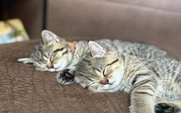 British Shorthair cats for sale: 💎Rare Silver & Spotted BSH Kittens ns 12 & n 24🐾 - Image 18
