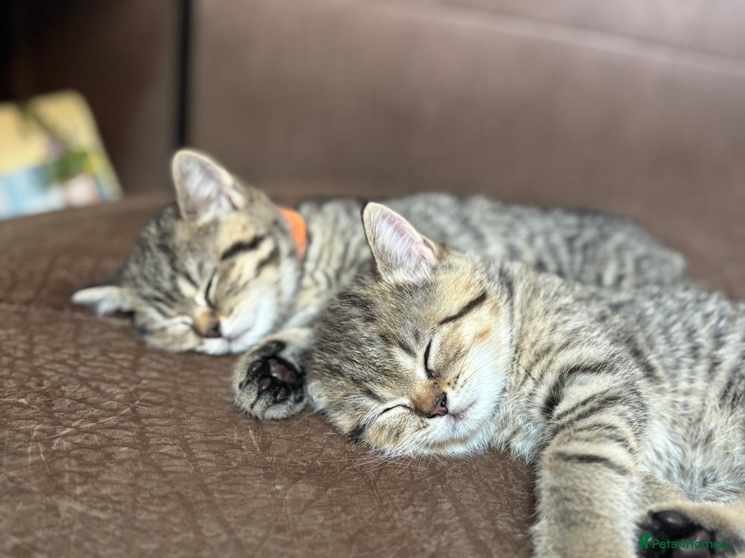 British Shorthair cats for sale: 💎Rare Silver & Spotted BSH Kittens ns 12 & n 24🐾 - Image 18