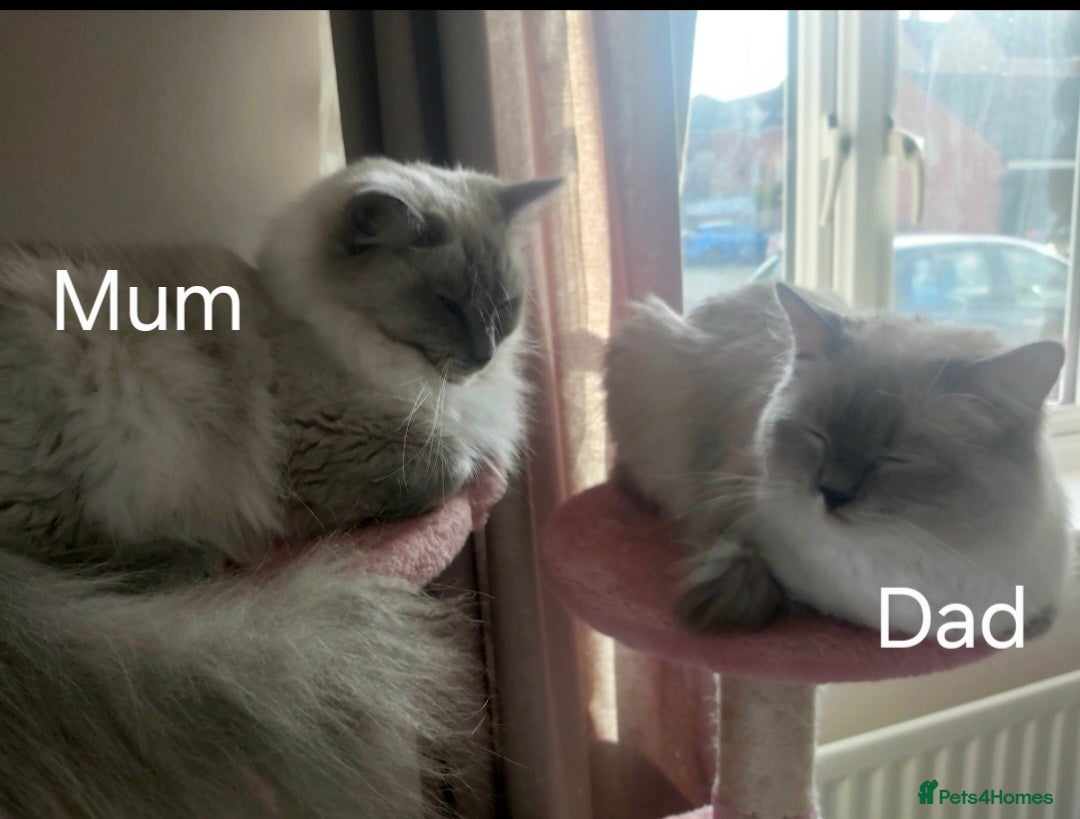 Ragdoll cats for sale: READY TO GO! Six Blue point Ragdoll cuties - Image 17