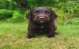 Cocker Spaniel dogs for sale: FTCH, KC REG working cocker pups - Image 12