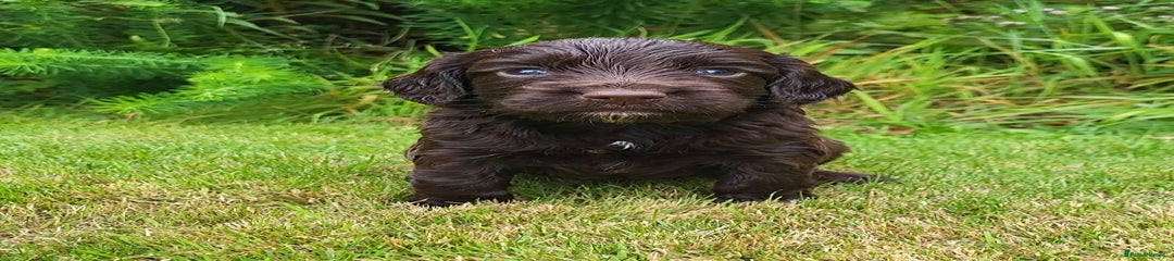 Cocker Spaniel Puppy 4