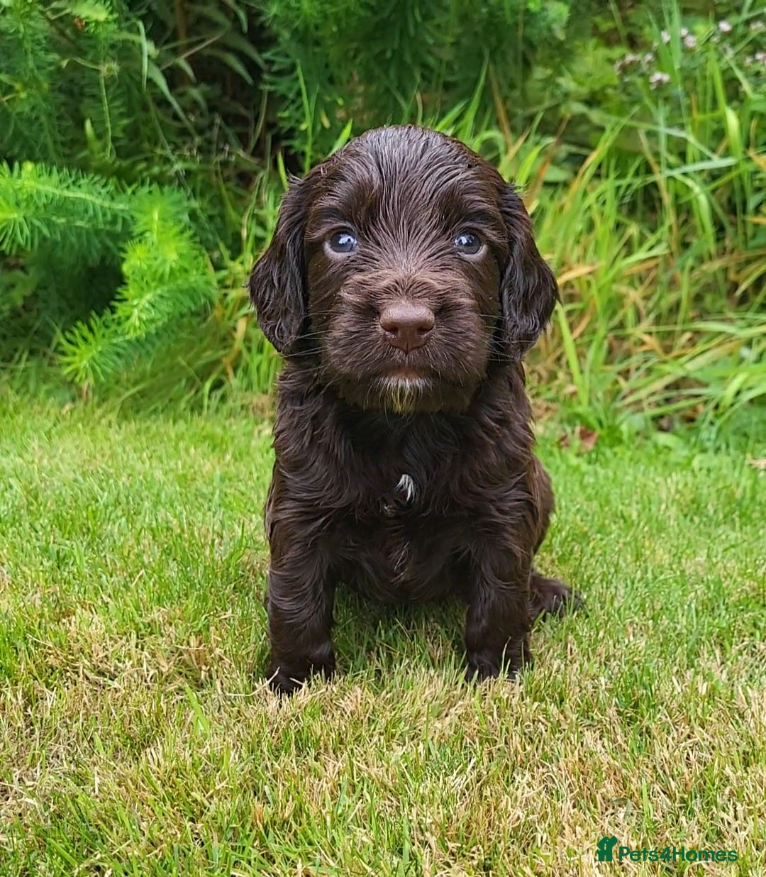 Cocker Spaniel dogs for sale: FTCH, KC REG working cocker pups - Image 12