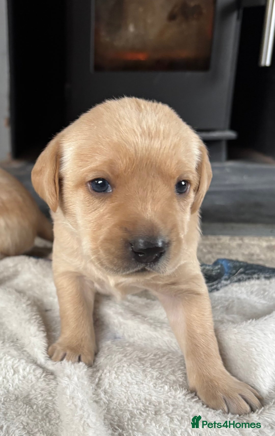 Labrador Retriever dogs for sale: HOME REARED KENNELCLUB REGISTERED LABRADOR PUPPIES - Advert 12