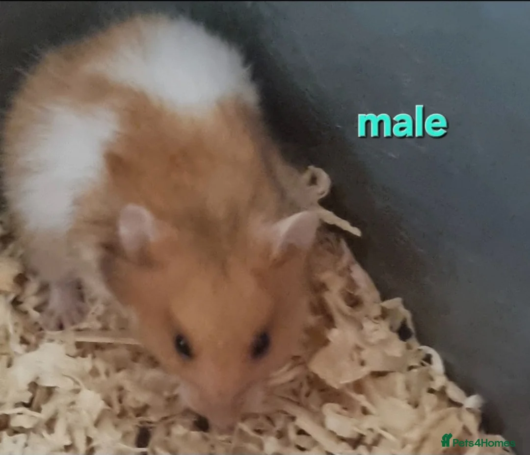 Hamster rodents for sale: hamsters  in Nottingham - Advert 2