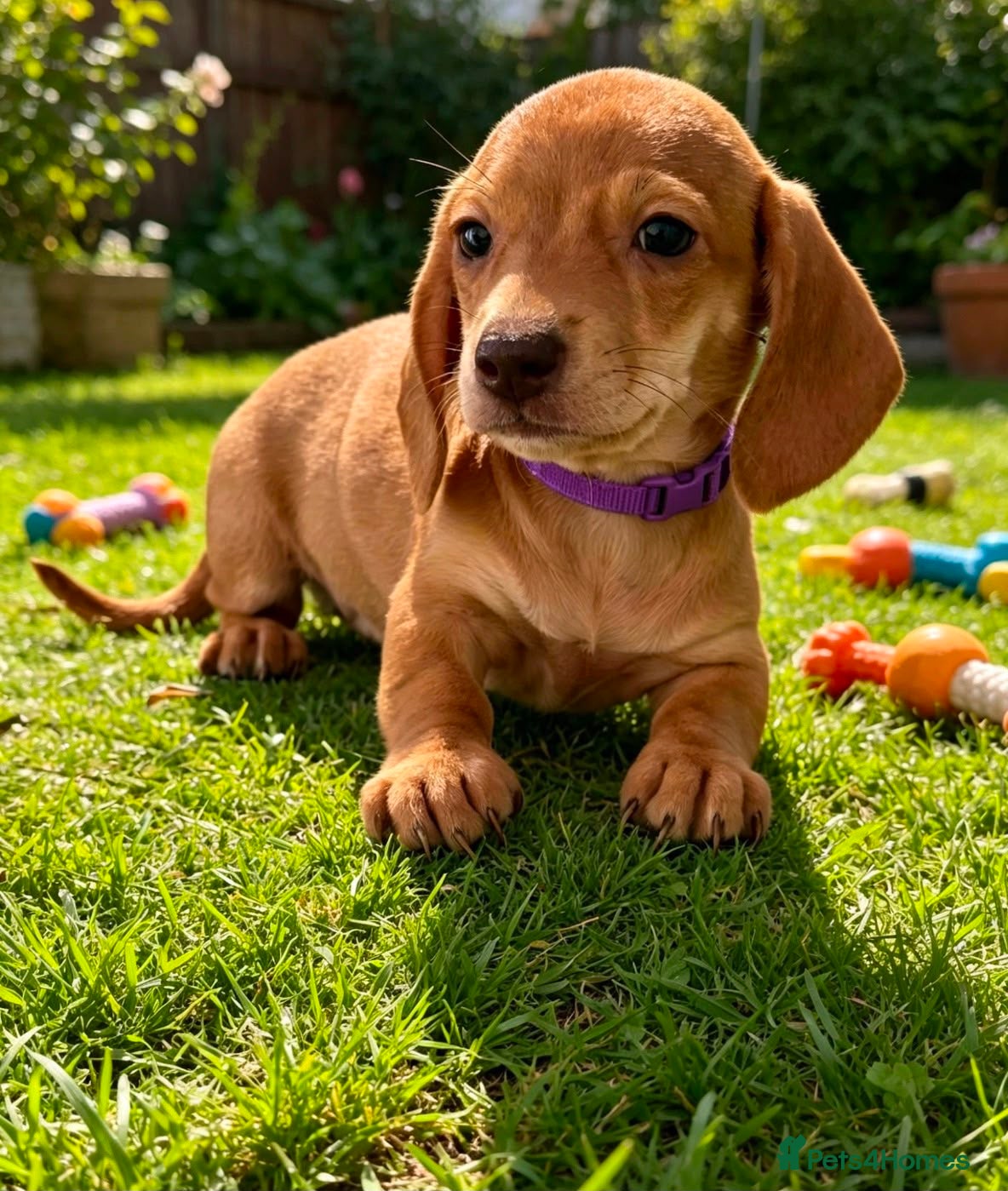 Miniature Dachshund dogs Gorgeous Miniature Dachshund Puppies -RKC - Advert 1