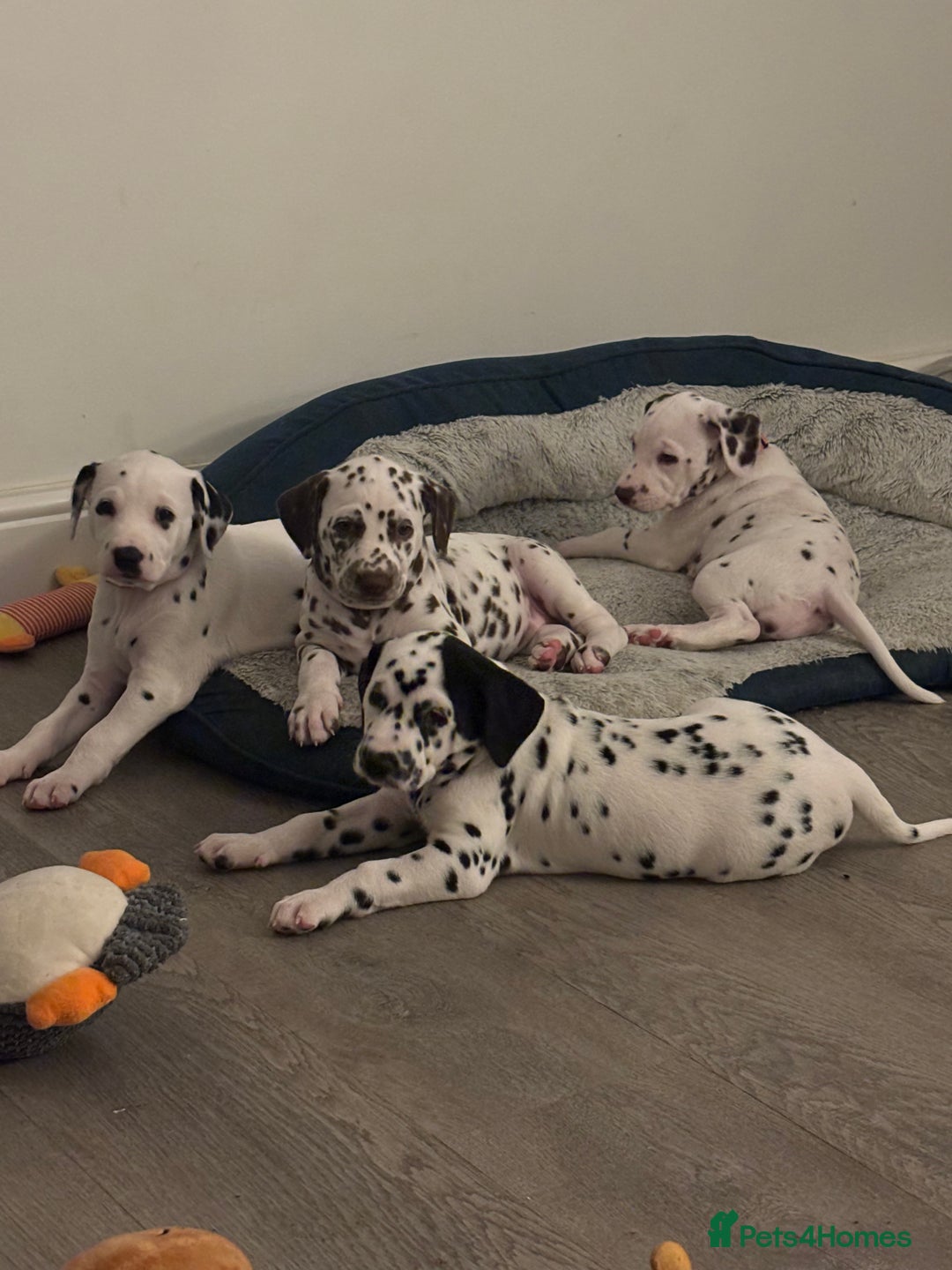 Dalmatian dogs for sale: Stunning mixed litter of Dalmatians  - Image 15