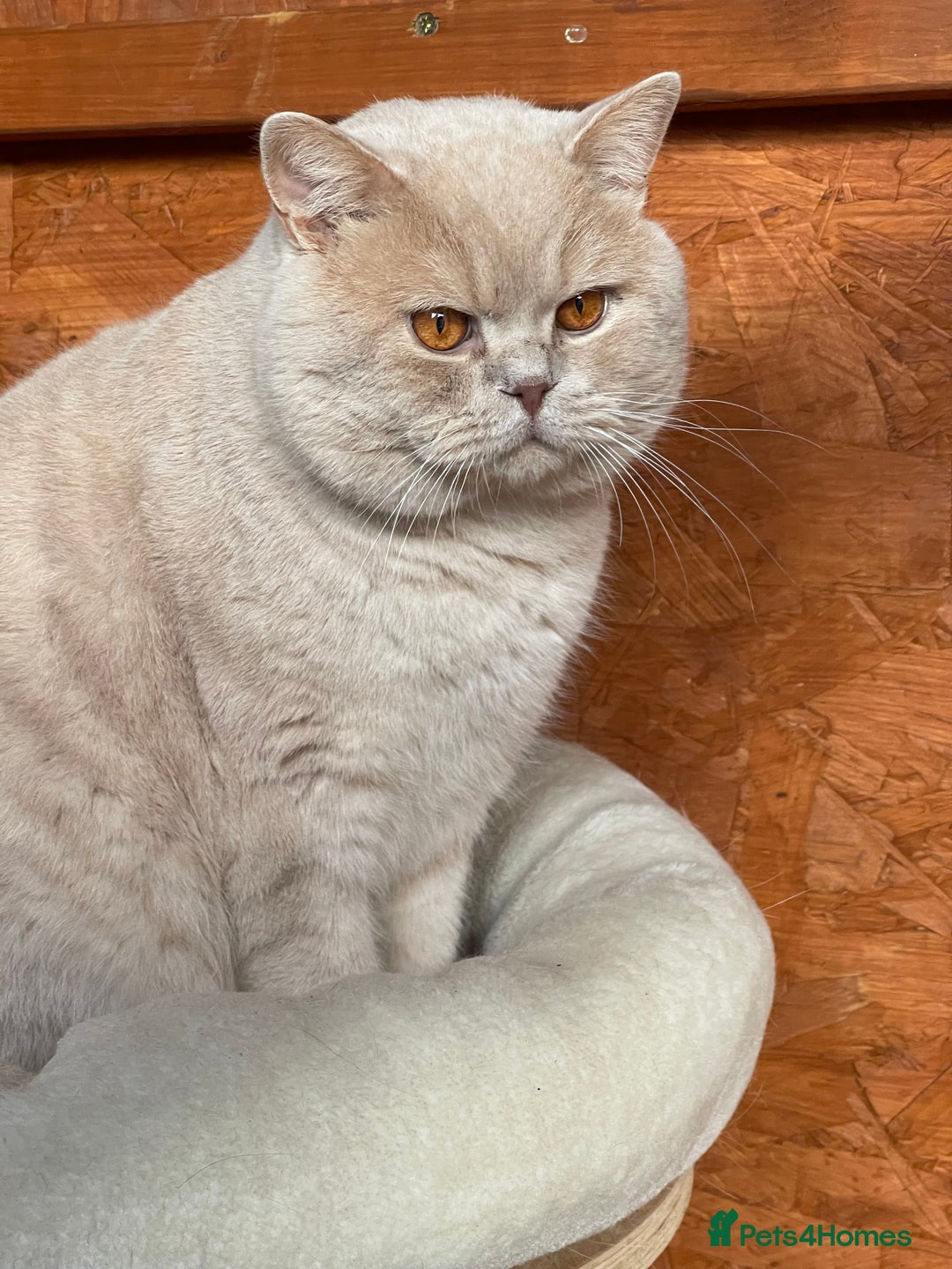 British Shorthair cats for stud: British shorthair cream boy for stud duties  in Enfield - Advert 4