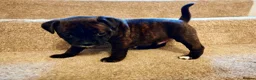 Staffordshire Bull Terrier dogs for sale: GORGEOUS RED STAFFORDSHIRE BULL TERRIER PUPPIES - Advert 10