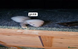 Ferret rodents for sale: Gill and hobs kit for sale  - Image 14