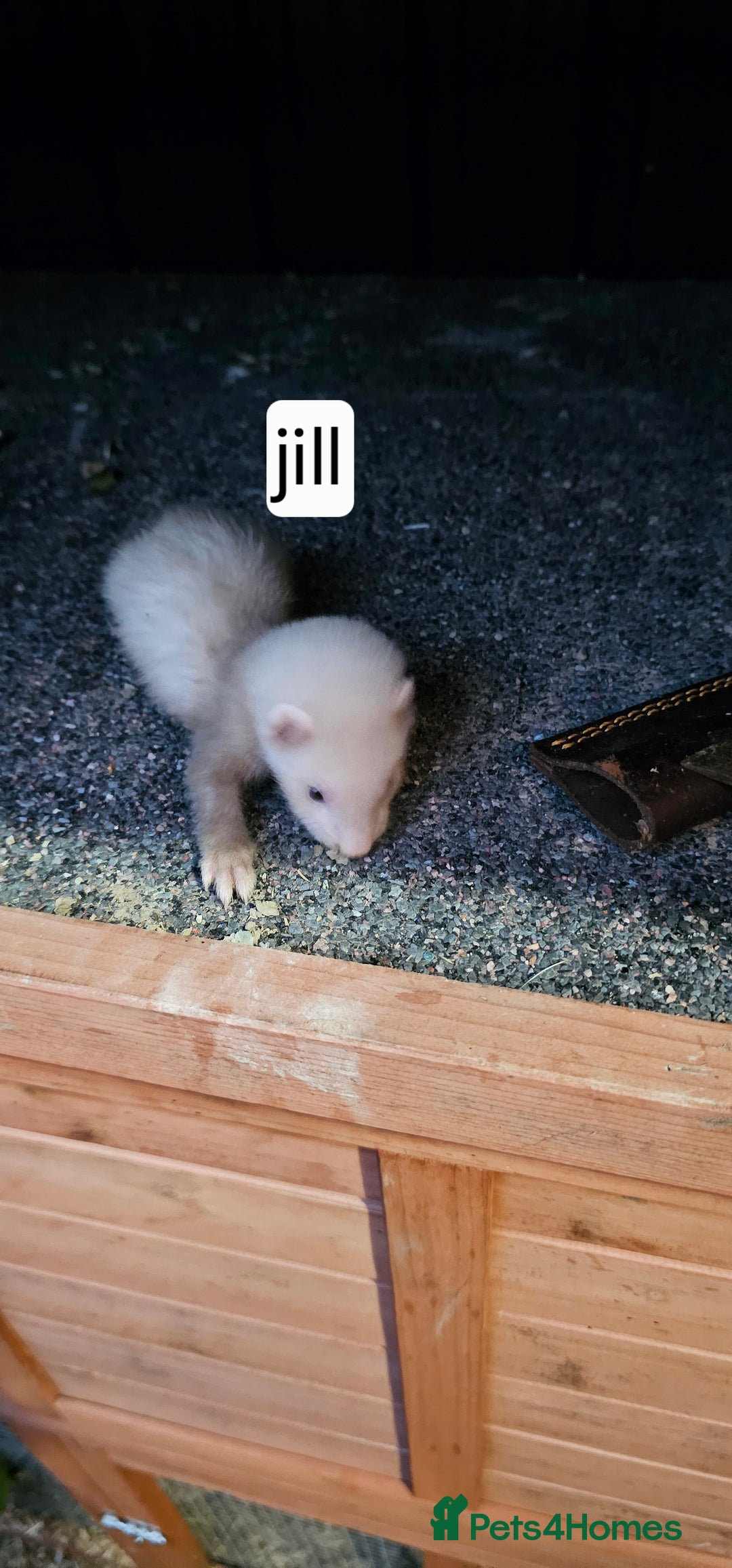 Ferret rodents for sale: Gill and hobs kit for sale  - Image 14