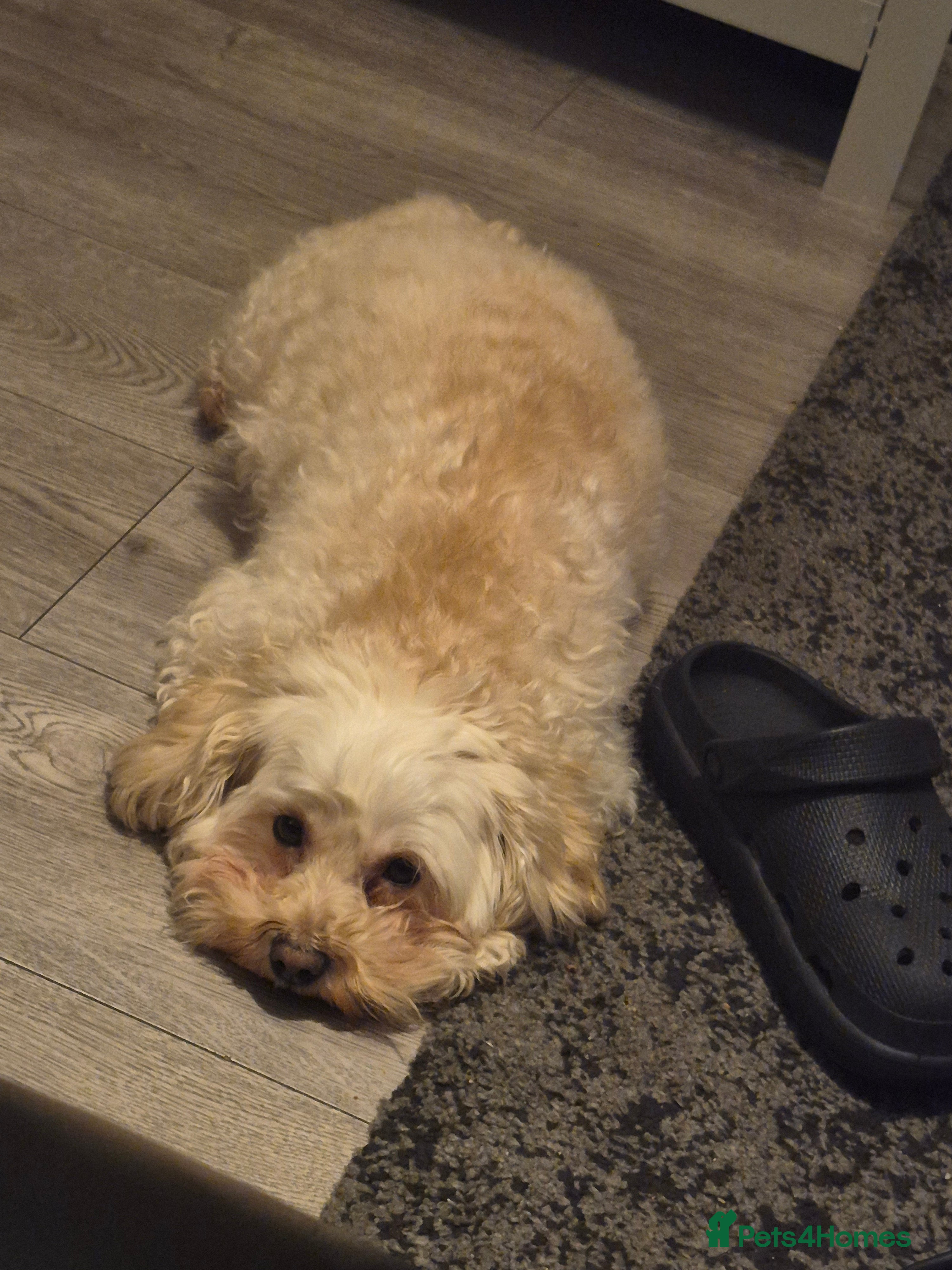 Mixed Breed dogs 2 females Available  in Rochdale - Advert 1