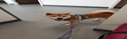 Japanese Shiba Inu dogs for sale: Adult japanese shiba inu  - Advert 3