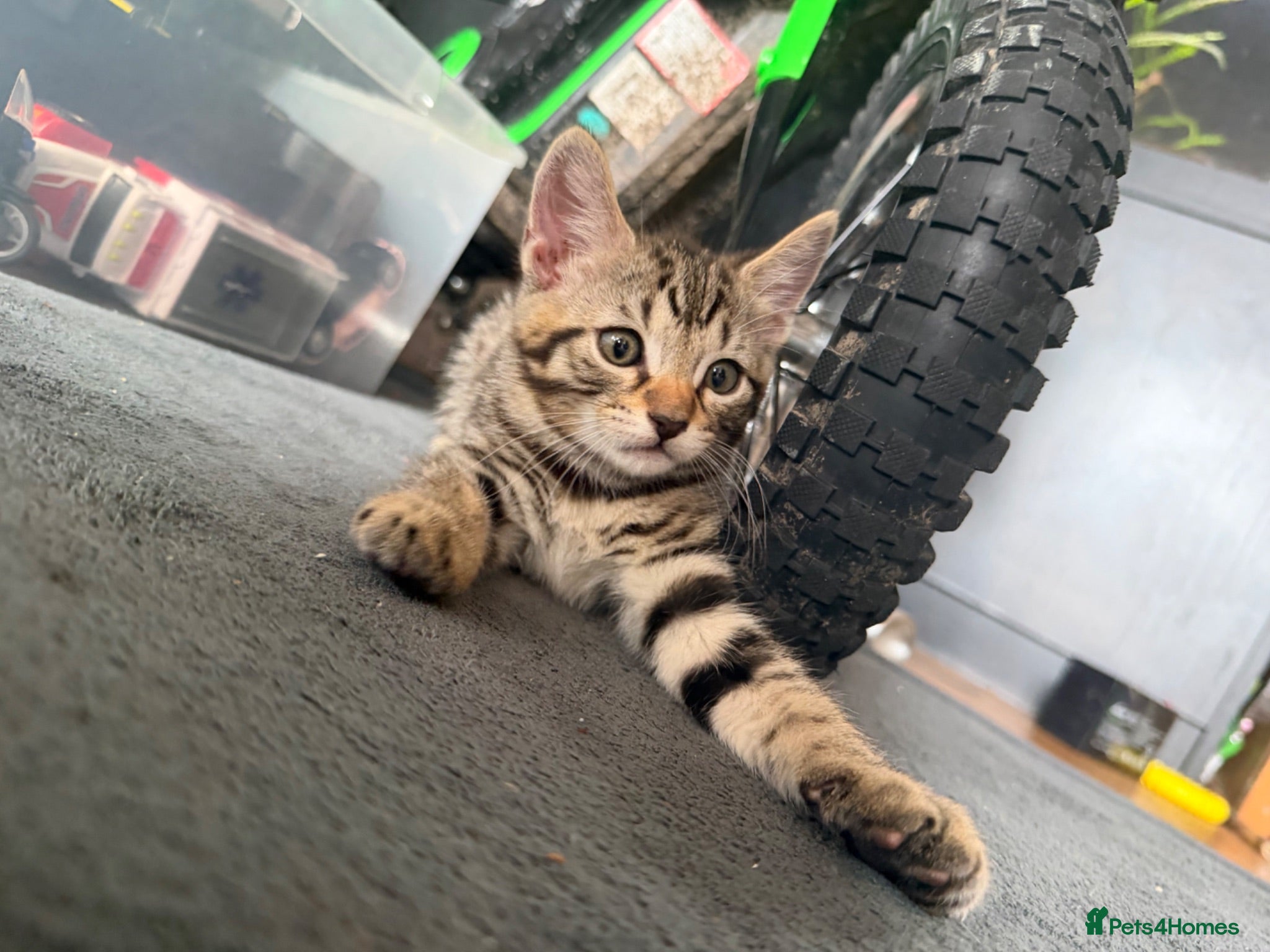Mixed Breed cats 3 LEFT💛🐆Beautiful Bengal x British Short Hair 🐾 - Advert 10