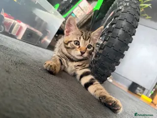 Mixed Breed cats 3 LEFT💛🐆Beautiful Bengal x British Short Hair 🐾 - Advert 10